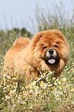 CHOW CHOW 138